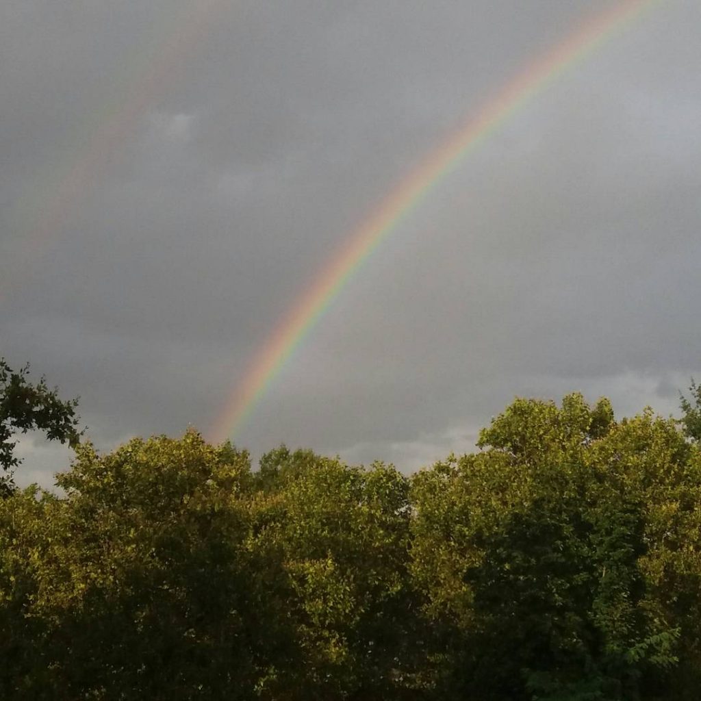 Regenbogen über Bäumen - baumfrei