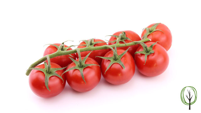 8 Tomaten am Strauch baumfrei