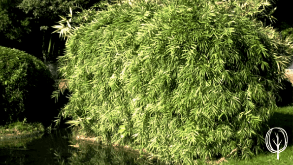 Bambus und CO² vs. Holz und CO² » Baumfrei